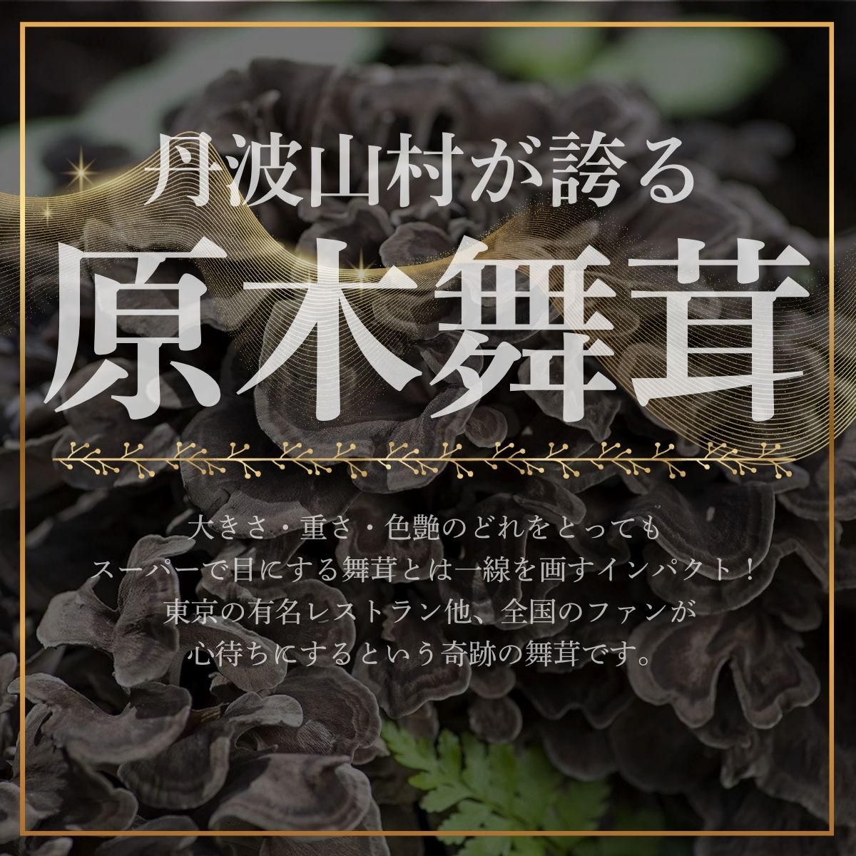 【2026年発送分先行予約】丹波山村産 原木舞茸 約2kg 2026年秋頃より順次発送予定 / 丹波山名産 希少 無農薬 無添加 舞茸 まいたけ マイタケ 原木栽培 きのこ キノコ 産地直送【tab0225-2000】