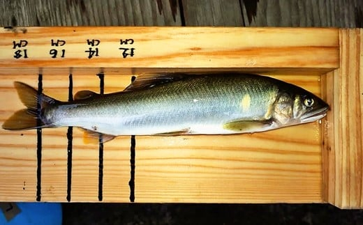 【2025年分】年間遊漁券 アユ釣り 男性【tab0046】