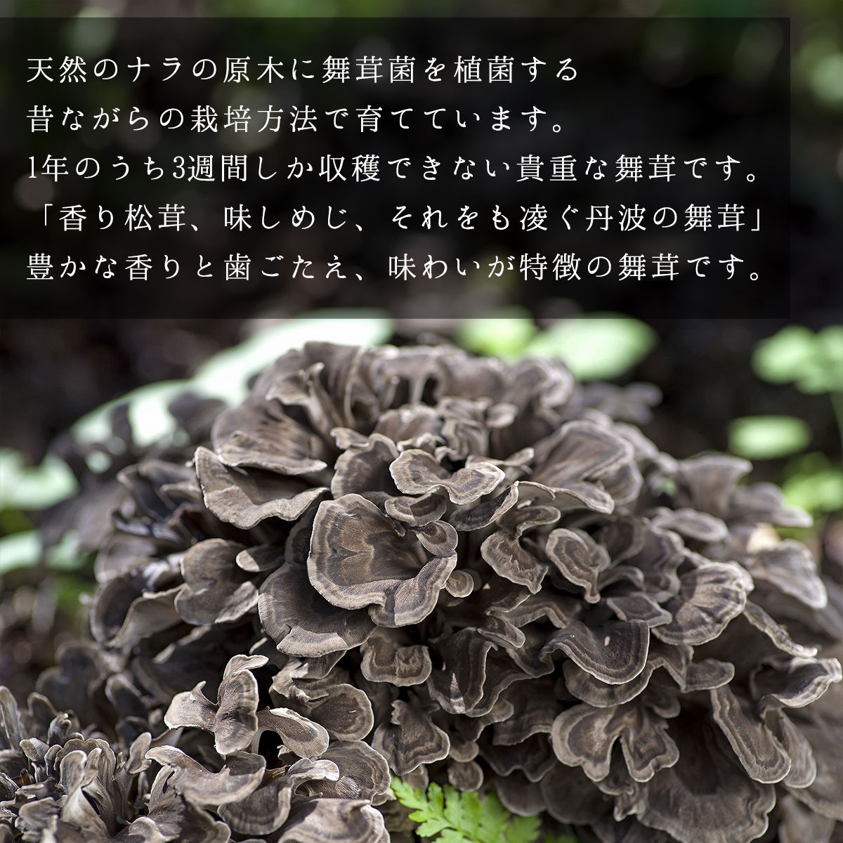 【先行予約】【2026年秋発送】丹波山村産原木舞茸500g+舞茸香油110g洋風セット 2026年9月下旬より順次発送予定【tab0178】