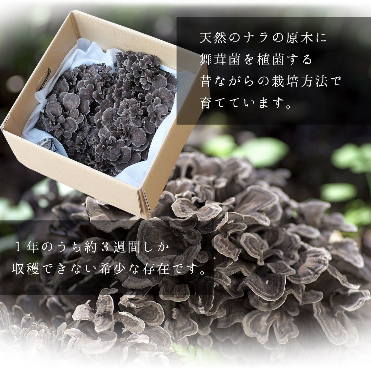 【2026年発送分先行予約】丹波山村産 原木舞茸 約1kg 2026年秋頃より順次発送予定 / 丹波山名産 希少 無農薬 無添加 舞茸 まいたけ マイタケ 原木栽培 きのこ キノコ 産地直送【tab0225-1000】