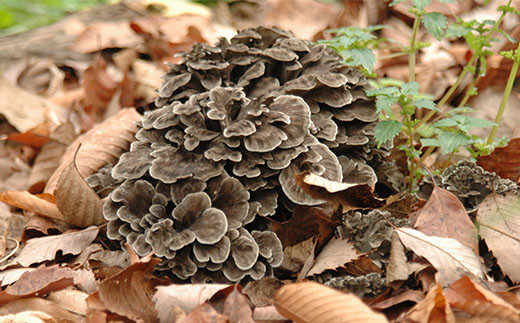 舞茸だし (8g x15袋)＋乾燥舞茸＋香油セット【tab0119】