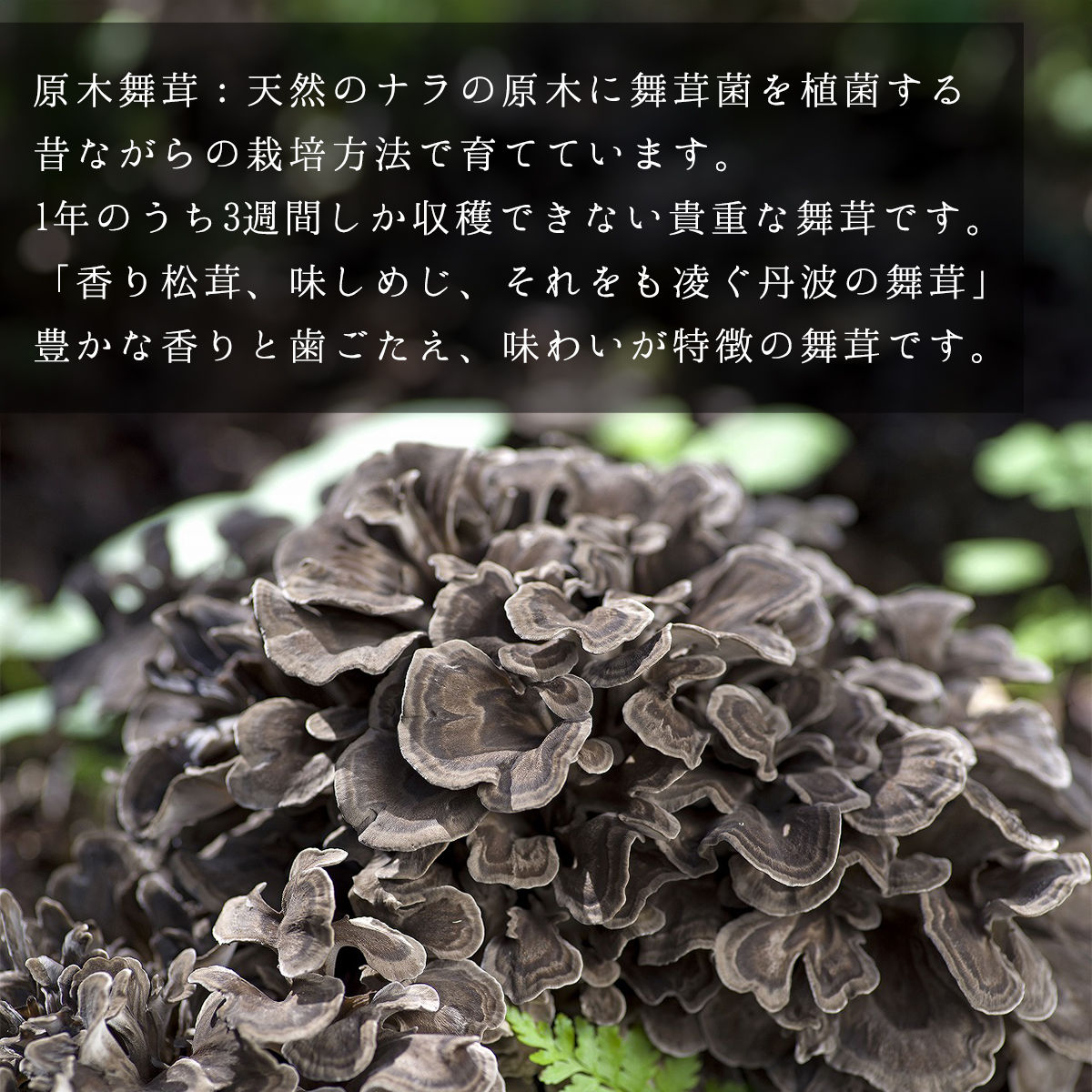 【先行予約】丹波山村産原木舞茸500g+舞茸三昧セット 2026年9月下旬より順次発送予定【tab0201】