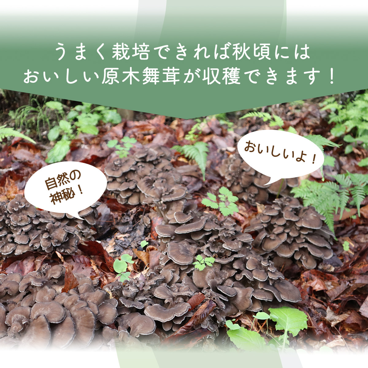 【村に取りに来られる方限定】丹波山村の原木舞茸のほだ木販売 10本 原木舞茸を自分で育ててみませんか【tab0202】