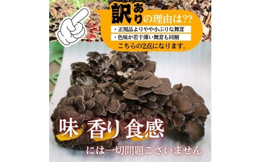 【2026年発送分先行予約】訳あり 丹波山村産 原木舞茸 約1kg 2026年秋頃より順次発送予定 / 丹波山名産 希少 無農薬 無添加 舞茸 まいたけ わけあり 規格外 正規品より若干小振り 原木栽培 きのこ キノコ 産地直送【tab0240】
