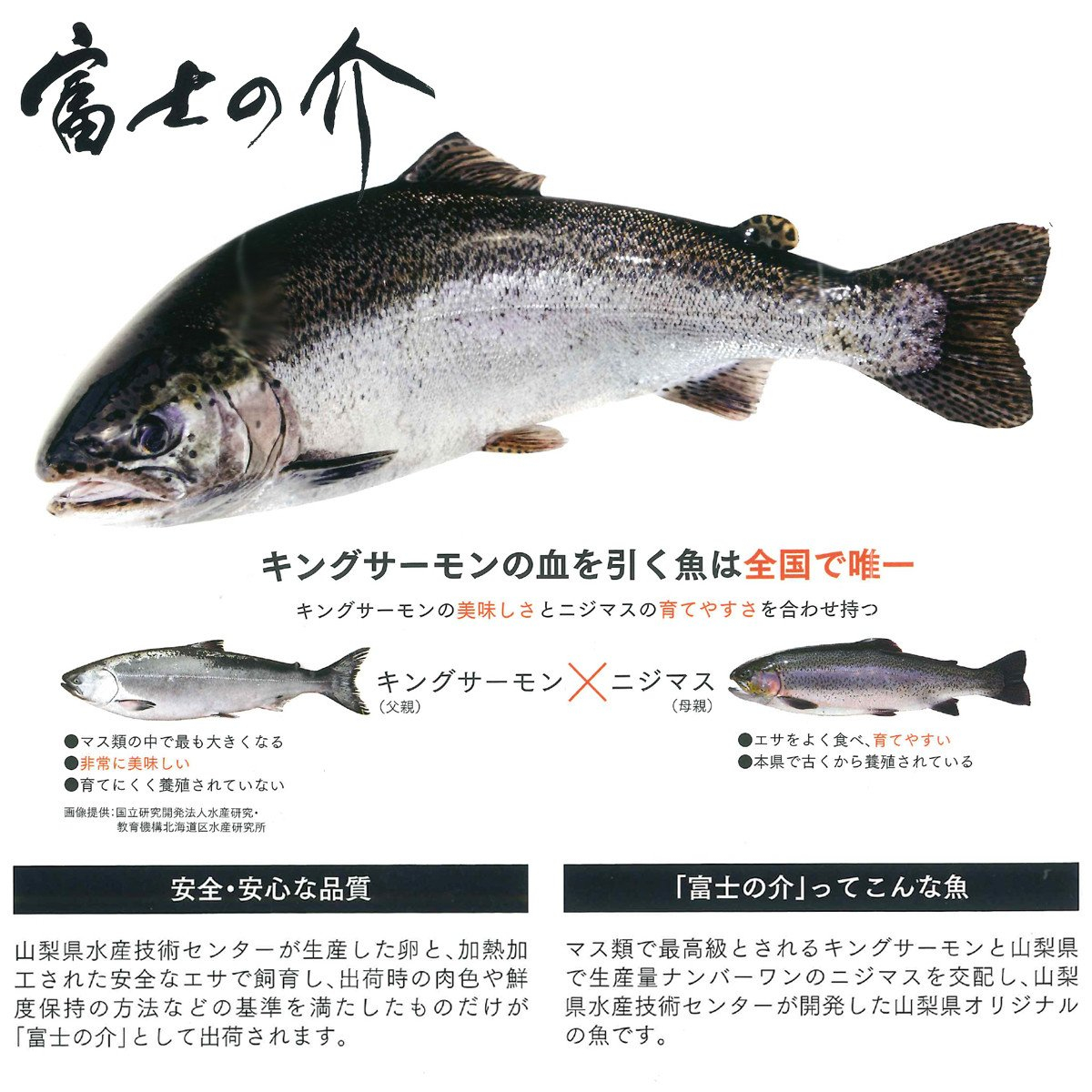 富士の介お刺し身セット(スライス3パック/短サク1パック)【tab0136】