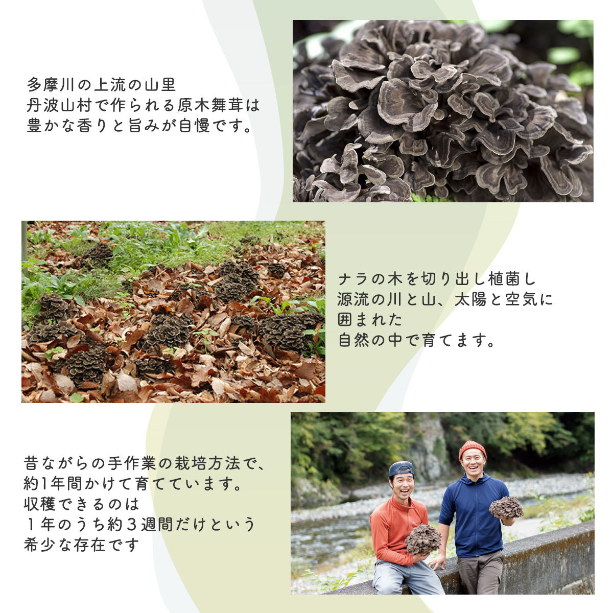 【先行予約】【2026年秋発送】丹波山村産原木舞茸500g+舞茸香油110g洋風セット 2026年9月下旬より順次発送予定【tab0178】