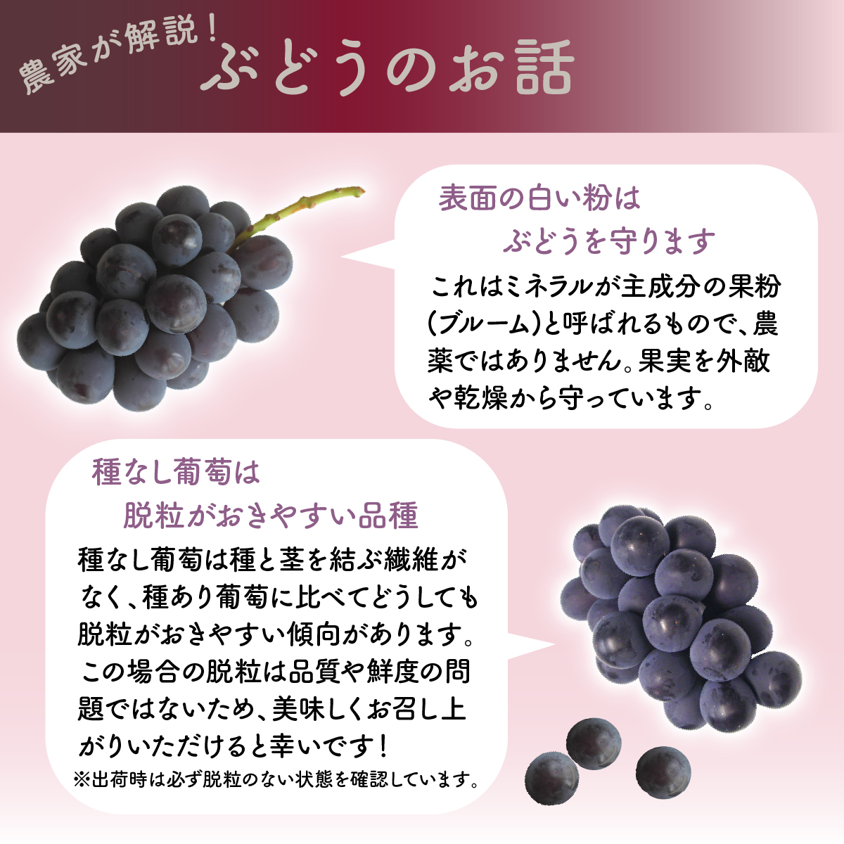 【2025年先行予約】朝もぎ直送！『種なしピオーネ』３～５房（約２kg規格箱入り）《ぶどう 先行予約》産地直送 フルーツ 果物 くだもの 甘い 旬 新鮮 朝採れ ジューシー 種無し  山梨 やまなし 葡萄【tab0183】