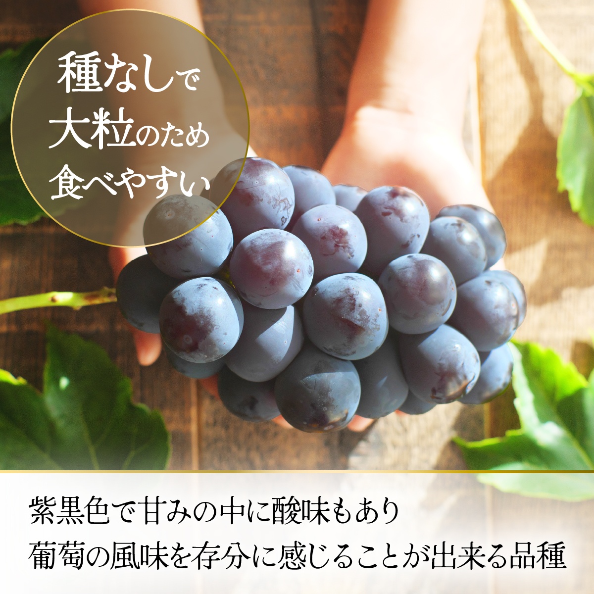 【2026年先行予約】朝もぎ直送！『 種なし ピオーネ 』 3～5房 約2kg規格箱入り フルーツ 果物 くだもの ぶどう ブドウ 葡萄 甘い 旬 新鮮 朝採れ ジューシー 種無し 山梨 歴史と伝統を受け継ぐ達人のこだわり葡萄【tab0183】