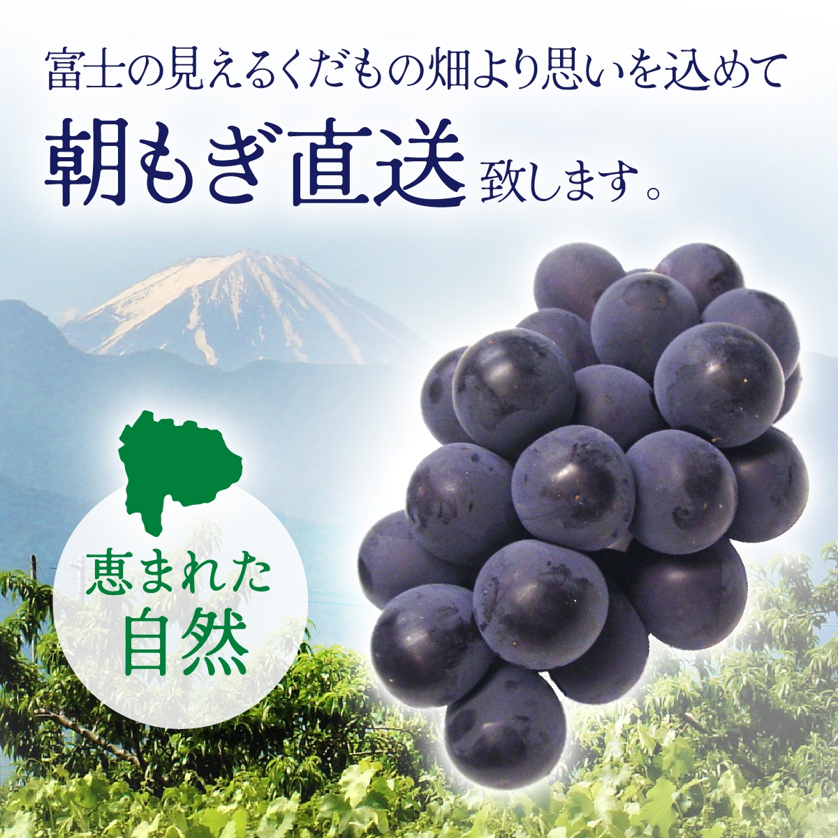 【2026年先行予約】朝もぎ直送！『 種なし ピオーネ 』 3～5房 約2kg規格箱入り フルーツ 果物 くだもの ぶどう ブドウ 葡萄 甘い 旬 新鮮 朝採れ ジューシー 種無し 山梨 歴史と伝統を受け継ぐ達人のこだわり葡萄【tab0183】
