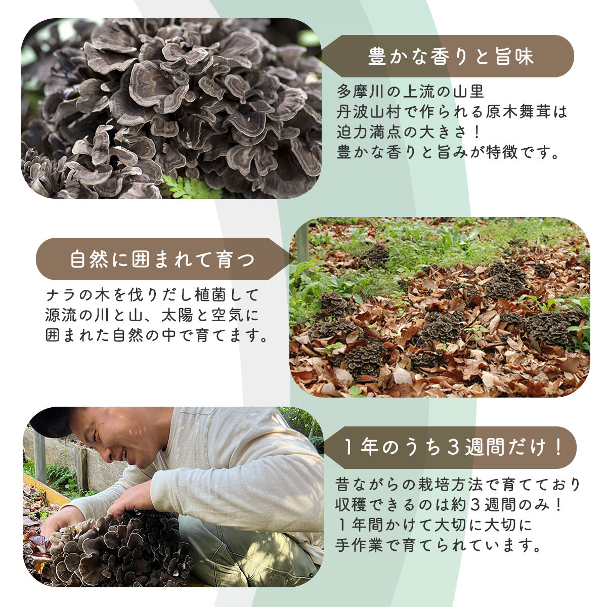 【2026年発送分先行予約】丹波山村産 原木舞茸 約450g 2026年秋頃より順次発送予定 / 丹波山名産 希少 無農薬 無添加 舞茸 まいたけ マイタケ 原木栽培 きのこ キノコ 産地直送【tab0225-0450】