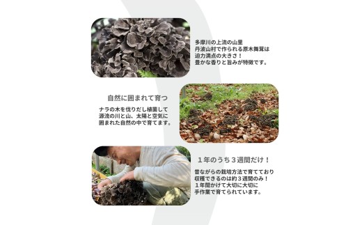 【2026年発送分先行予約】訳あり 丹波山村産 原木舞茸 約1kg 2026年秋頃より順次発送予定 / 丹波山名産 希少 無農薬 無添加 舞茸 まいたけ わけあり 規格外 正規品より若干小振り 原木栽培 きのこ キノコ 産地直送【tab0240】