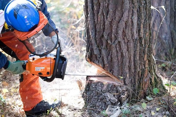 【多摩川の源流で間伐体験】スキルアップコース【tab0152】