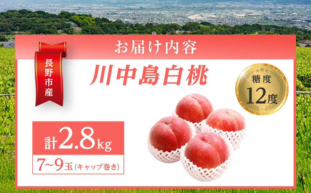 金オ岡村青果株式会社　桃 先行予約 川中島白桃 約2.8kg 糖度12度 白桃 フルーツ 果物 オンライン決済限定 | 桃 フルーツ 果実  人気 おすすめ ギフト プレゼント 送料無料 長野県 長野市 信州 信濃 ふるさと納税