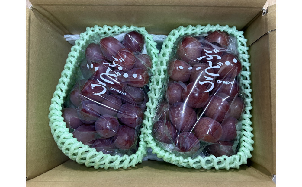 小松農園　2027年産先行予約クイーンルージュ(R) 1kg　果物 フルーツ ぶどう　長野県 |  ぶどう フルーツ 果物 人気 おすすめ ギフト プレゼント 送料無料 長野県 長野市 信州 信濃 ふるさと納税