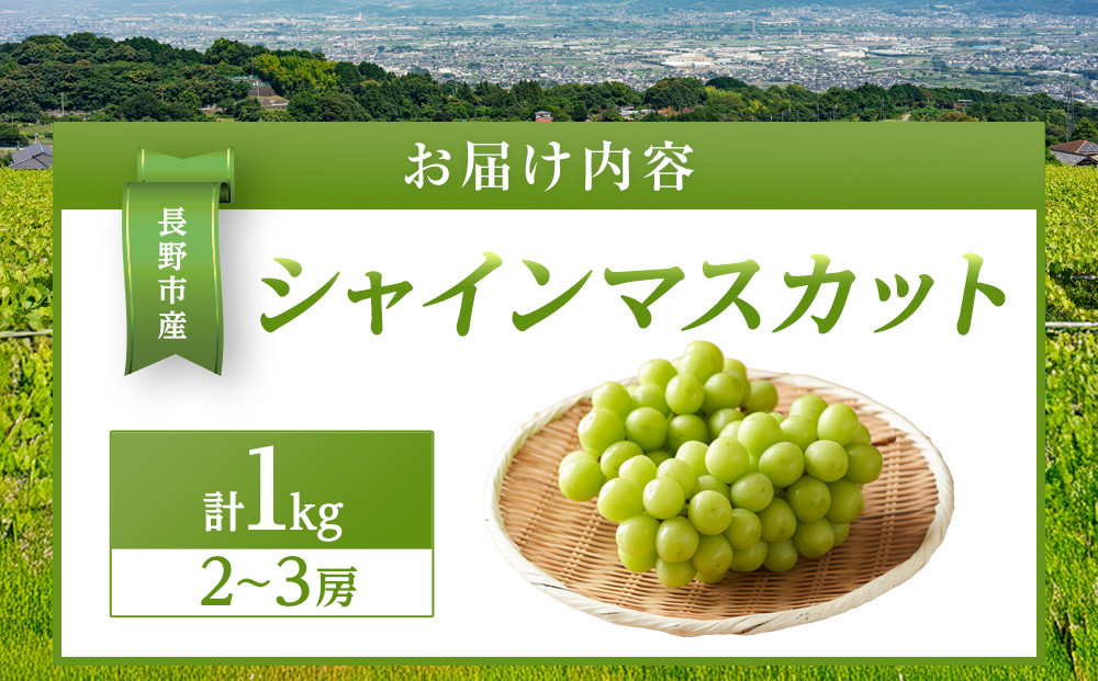 金オ岡村青果株式会社　長野市産 シャインマスカット1kg【2026年9月以降出荷分】フルーツ ぶどう 葡萄 果物 人気 種なし 数量限定 令和8年 産地 長野 |  シャインマスカット ぶどう フルーツ 果物 人気 おすすめ ギフト プレゼント 送料無料 長野県 長野市 信州 信濃 ふるさと納税