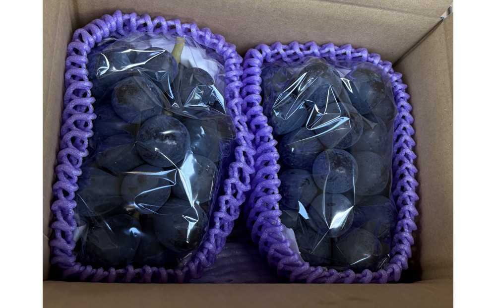 小松農園　2027年産先行予約ナガノパープル 1kg 果物 フルーツ ぶどう 長野県 |  ぶどう フルーツ 果物 人気 おすすめ ギフト プレゼント 送料無料 長野県 長野市 信州 信濃 ふるさと納税