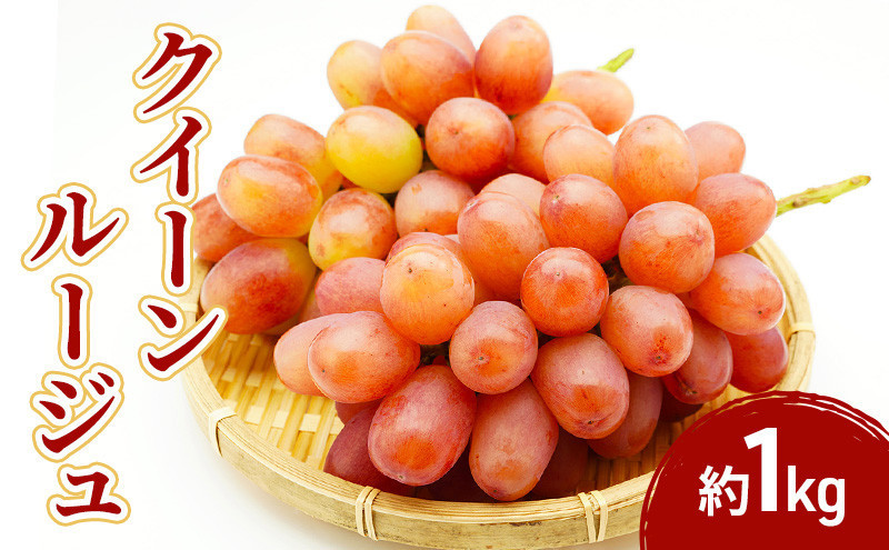 小松農園　2027年産先行予約クイーンルージュ(R) 1kg　果物 フルーツ ぶどう　長野県 |  ぶどう フルーツ 果物 人気 おすすめ ギフト プレゼント 送料無料 長野県 長野市 信州 信濃 ふるさと納税