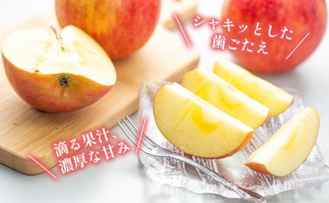 訳あり りんご JA信州うえだ 合戦りんご サンふじ 約10kg リンゴ 林檎 ふじ 果物 くだもの フルーツ 信州 長野 離乳食 訳アリ わけあり 傷