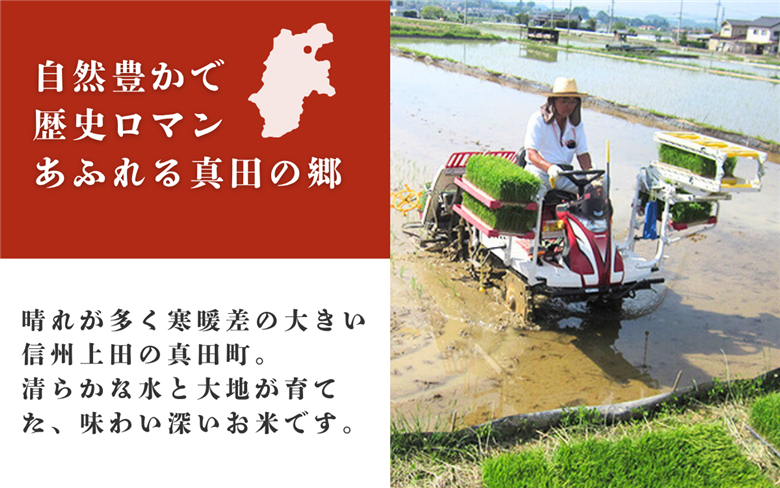 米 令和7年 関口さんちのお米 コシヒカリ 3kg お米 こめ コメ 新米 精米 白米 ご飯 こしひかり 長野 信州