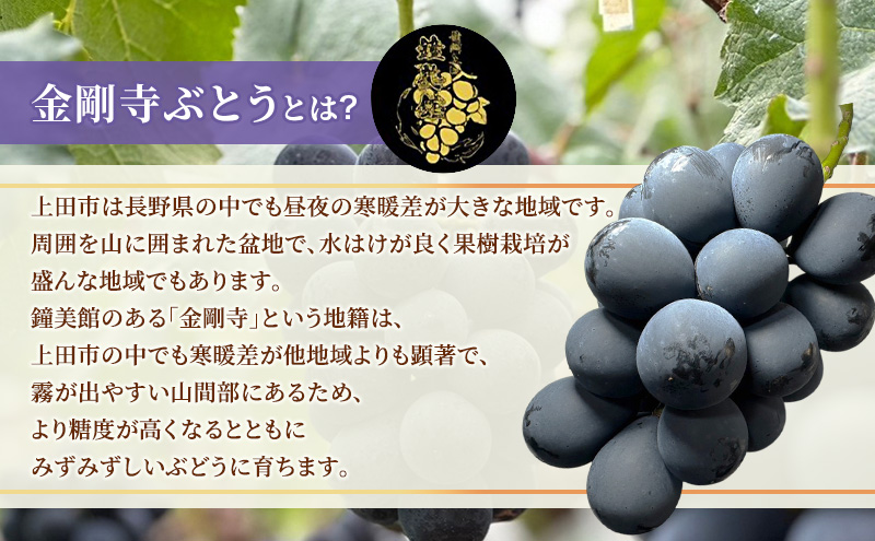 ナガノパープル 信州上田産金剛寺ぶどう 約1kg 2～3房 ぶどう 葡萄 ブドウ 長野パープル 1kg 果物 くだもの フルーツ デザート 旬の果物 旬のフルーツ 長野県 長野