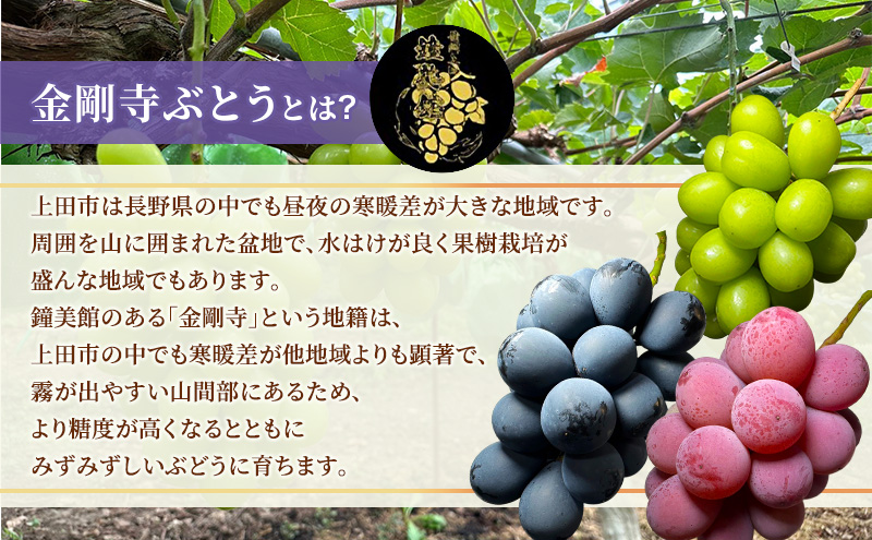 シャインマスカット ナガノパープル クイーンニーナ 信州上田産金剛寺ぶどう 3色 セット 信州上田産 約2kg 4房 詰め合わせ 葡萄 ブドウ 2kg 果物 くだもの デザート 旬のフルーツ 長野県