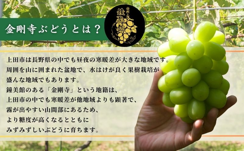 クリスマスにお届け！ シャインマスカット 信州上田産金剛寺ぶどう 約2kg 4～5房 ぶどう 葡萄 ブドウ マスカット 2kg 果物 くだもの フルーツ デザート 旬の果物 旬のフルーツ 長野県