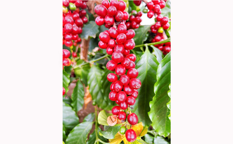 信州の大地で、自ら摘み取る「国産コーヒー収穫体験2名様分」10,000円分 コーヒーチェリー 収穫 試飲 体験 信州