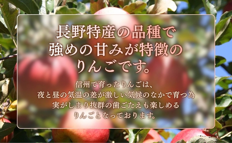 りんご シナノスイート 5kg 贈答用 信州 フルーツ 果物　林檎 リンゴ くだもの 旬の果物 旬のフルーツ 信州産 長野県産 長野 長野県 上田市