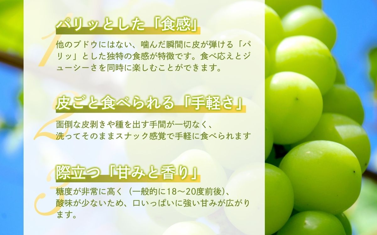 シャインマスカット 2kg 贈答用 信州 フルーツ 果物　ぶどう ブドウ 葡萄 マスカット くだもの  旬の果物 旬のフルーツ 信州産 長野県産 長野 長野県 上田市