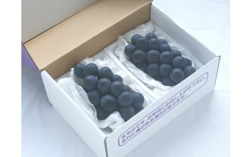 JA信州うえだ「特産 ナガノパープル」2房（約900g以上）