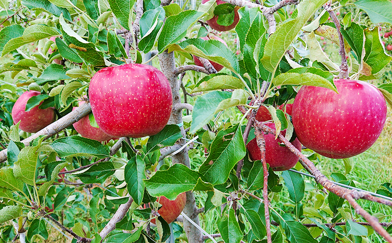 シャキシャキ葉とらず ふじりんご 約3kg (5～12玉) サンふじ りんご リンゴ 果物 フルーツ 旬の果物 信州 長野 上田【特別栽培農産物】【長野県産】