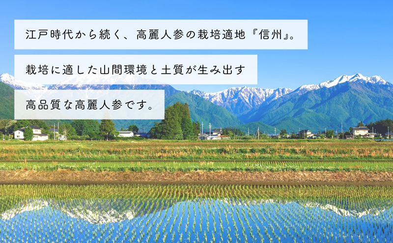 生高麗人参 6年根 大 150g 高麗人参 生 六年生 健康食品 健康 疲労回復 血行 改善 食品 美容 特産 薬膳 高麗人参酒 人参 調理 長野 信州
