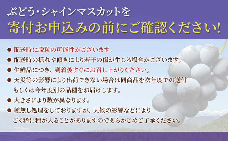 ナガノパープル 信州上田産金剛寺ぶどう 約1kg 2～3房 ぶどう 葡萄 ブドウ 長野パープル 1kg 果物 くだもの フルーツ デザート 旬の果物 旬のフルーツ 長野県 長野