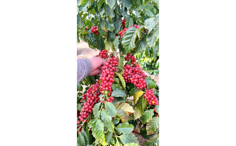 信州の大地で、自ら摘み取る「国産コーヒー収穫体験4名様分」20,000円分 コーヒーチェリー 収穫 試飲 体験 信州