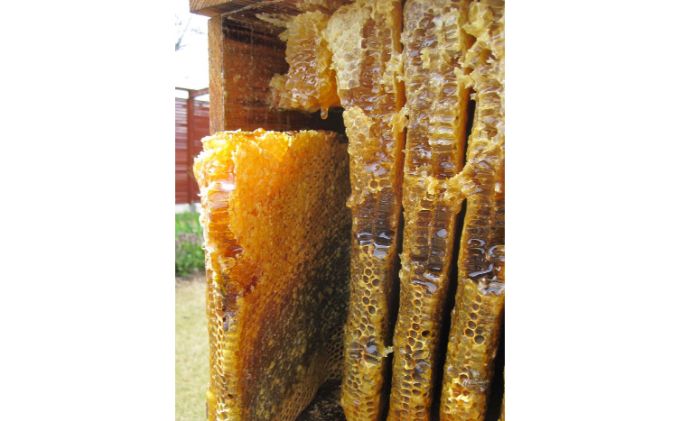 信州日本みつばち 和蜂蜜（600g）