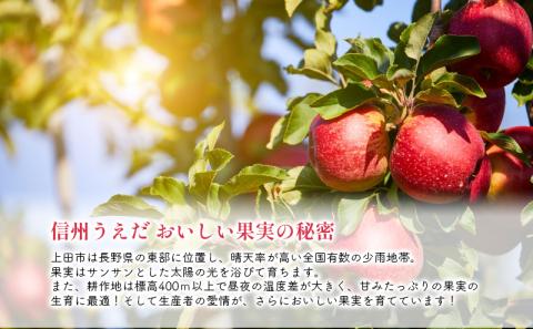 訳あり りんご JA信州うえだ 合戦りんご サンふじ 約10kg リンゴ 林檎 ふじ 果物 くだもの フルーツ 信州 長野 離乳食 訳アリ わけあり 傷