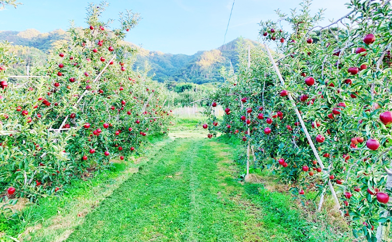 【2026年先行予約】 りんご 秋映 約10kg 林檎 リンゴ 10kg 果物 くだもの フルーツ デザート 旬の果物 旬のフルーツ 長野県 長野