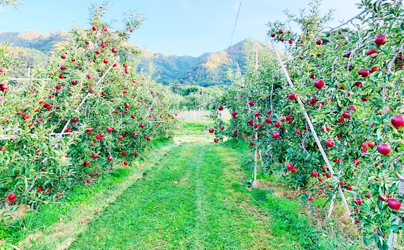 【2026年先行予約】 訳あり りんご 秋映 約5kg 林檎 リンゴ 5kg 果物 くだもの フルーツ デザート 旬の果物 旬のフルーツ 訳アリ 長野県 長野