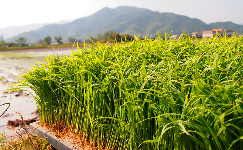 日本酒 長野 福無量 純米大吟醸 720ml 長野県産 金紋錦 大吟醸 酒 お酒 アルコール 冷酒 甘口 女性 ギフト プレゼント 贈答 贈答用 贈答品 贈り物 大吟醸酒 純米大吟醸酒 山田錦 たかね錦 信州 長野県 上田市 上田