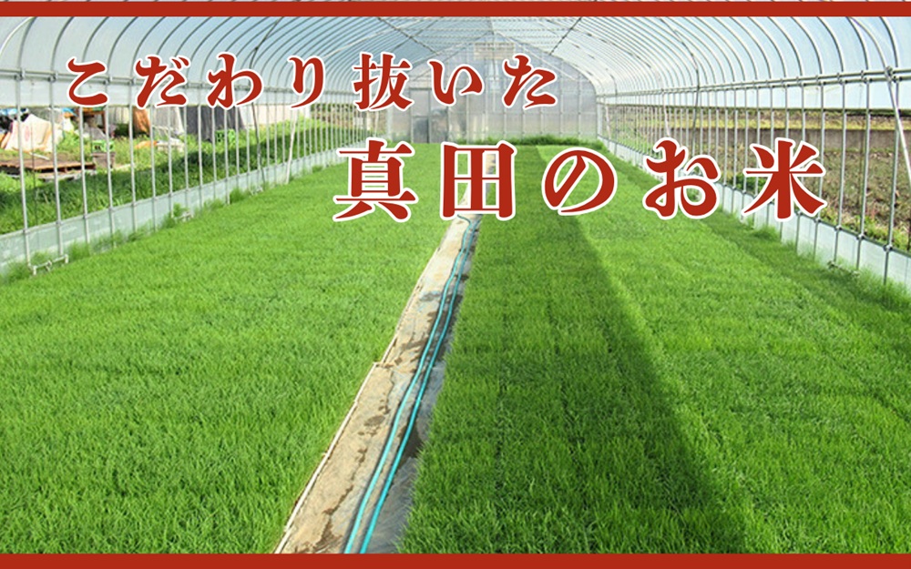 米 令和7年 関口さんちのお米 コシヒカリ 5kg お米 こめ コメ 精米 白米 ご飯 こしひかり 長野 信州