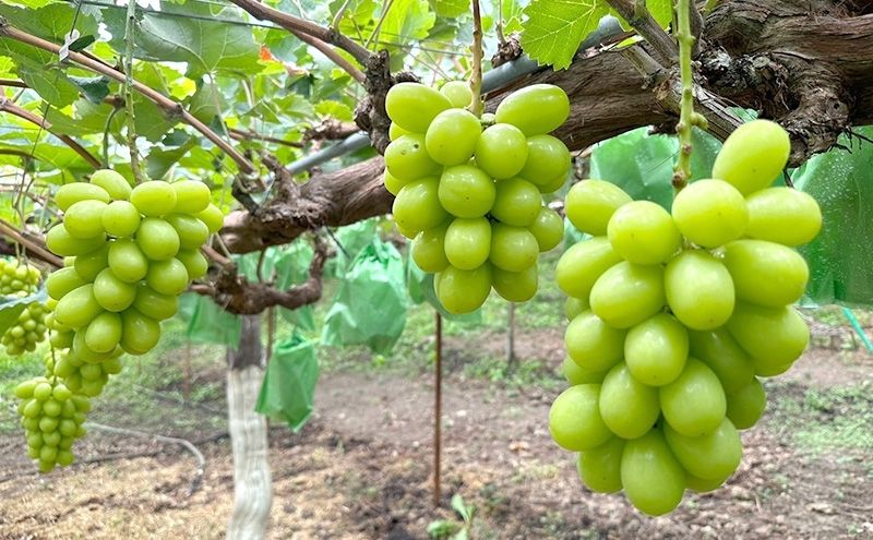  シャインマスカット 信州上田産金剛寺ぶどう 約2kg 4～5房 ぶどう 葡萄 ブドウ マスカット 2kg 果物 くだもの フルーツ デザート 旬の果物 旬のフルーツ 長野県 長野 金剛寺ぶどう