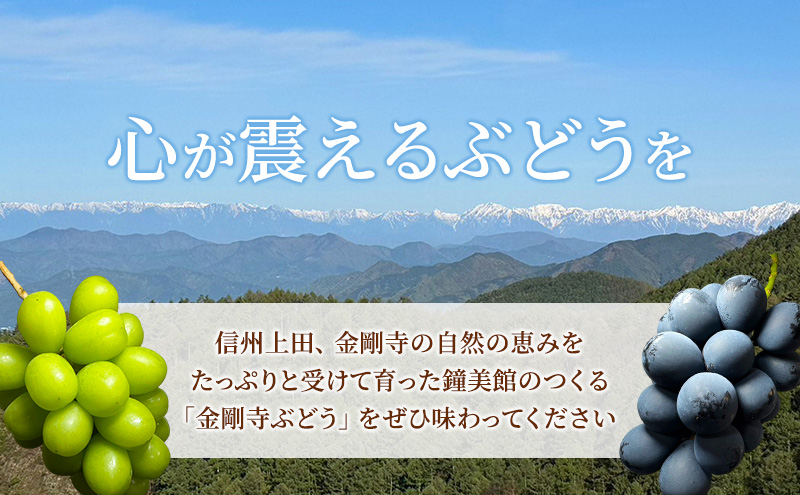シャインマスカット ナガノパープル 信州上田産金剛寺ぶどう 約1kg 2房 詰め合わせ シャインマスカット ナガノパープル 葡萄 ブドウ 1kg 果物 くだもの フルーツ デザート 旬の果物 旬のフルーツ 長野県 長野