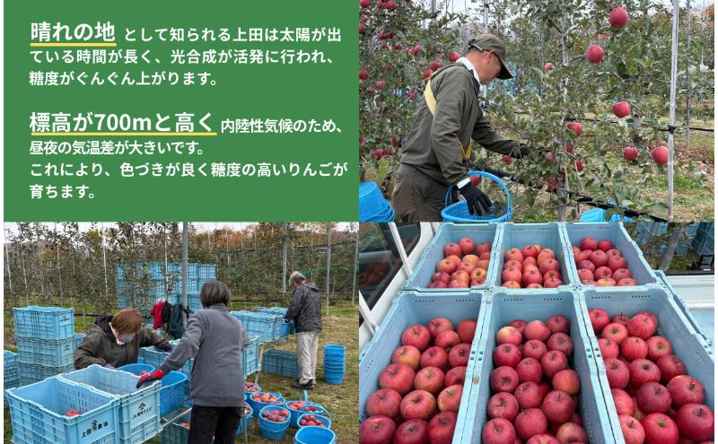 サンふじ　5kg　りんご リンゴ 林檎 果物 フルーツ 長野