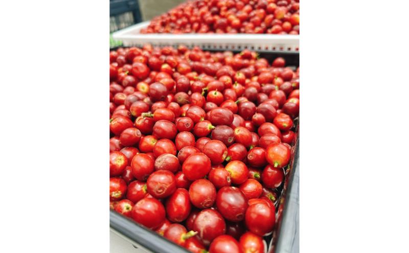 信州の大地で、自ら摘み取る「国産コーヒー収穫体験2名様分」10,000円分 コーヒーチェリー 収穫 試飲 体験 信州