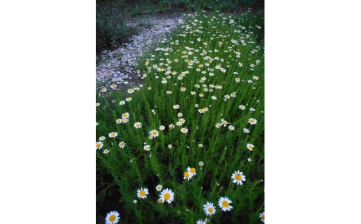 ハーブティー　オススメブレンドティーセット（7種類）