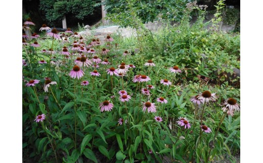 ハーブティー　オリジナルブレンドティー7種類、花ブレンドティー3種類セット