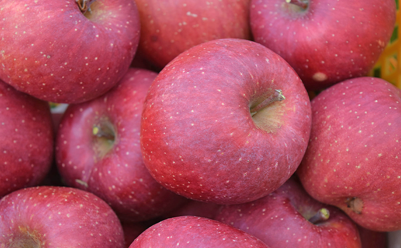 シャキシャキ葉とらず ふじりんご 約3kg (5～12玉) サンふじ りんご リンゴ 果物 フルーツ 旬の果物 信州 長野 上田【特別栽培農産物】【長野県産】