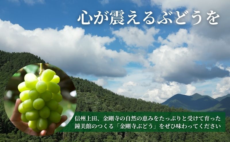  シャインマスカット 信州上田産金剛寺ぶどう 約2kg 4～5房 ぶどう 葡萄 ブドウ マスカット 2kg 果物 くだもの フルーツ デザート 旬の果物 旬のフルーツ 長野県 長野 金剛寺ぶどう