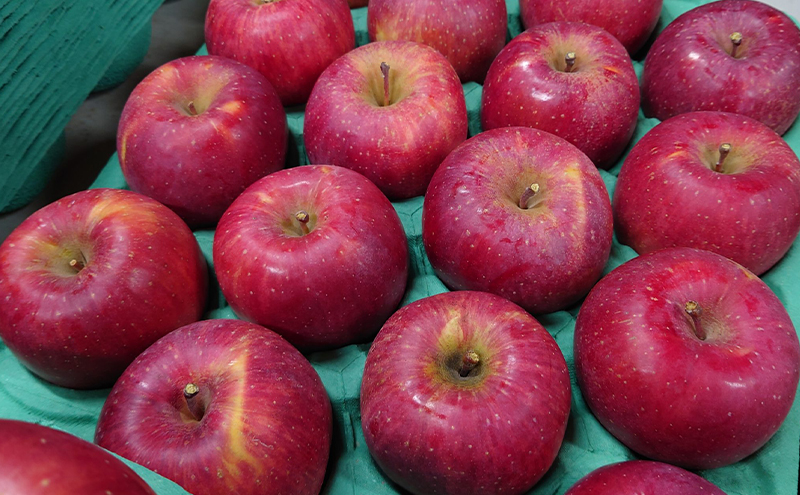 シャキシャキ葉とらず ふじりんご 約3kg (5～12玉) サンふじ りんご リンゴ 果物 フルーツ 旬の果物 信州 長野 上田【特別栽培農産物】【長野県産】