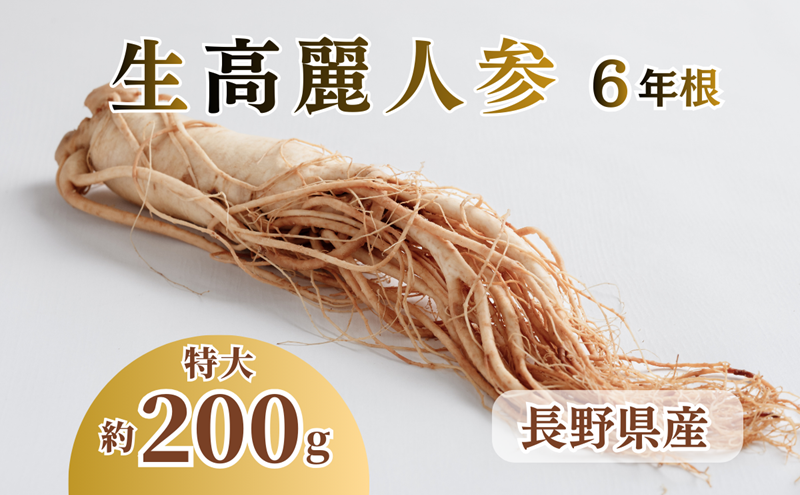 生高麗人参 6年根 特大 200g 高麗人参 生 六年生 健康食品 健康 疲労回復 血行 改善 食品 美容 特産 薬膳 高麗人参酒 人参 調理 長野 信州
